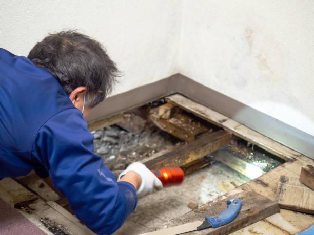 Best Crawl Space Mold Remediation in Wauseon, OH