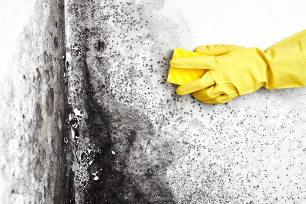 Best DIY Mold Remediation Support Services in Wauseon, OH