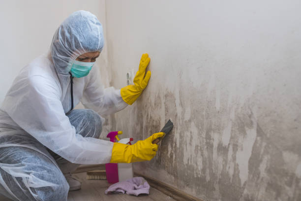 Best Industrial Mold Remediation in Wauseon, OH