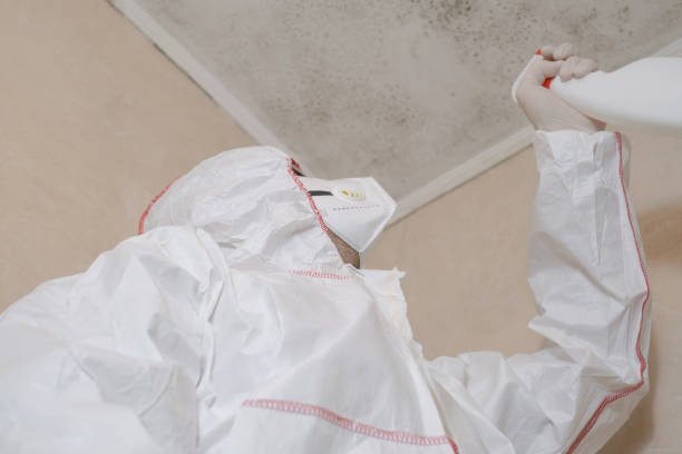 Best Attic Mold Remediation in Wauseon, OH