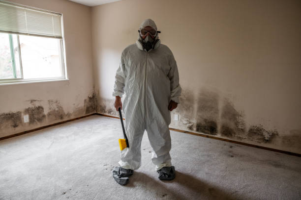 Best Residential Mold Remediation in Wauseon, OH